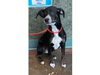 Adopt TOODLE a Rat Terrier, Mixed Breed