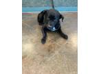 Adopt SABRINA a Labrador Retriever