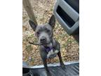 Adopt ELISE a Pit Bull Terrier
