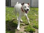 Adopt Clara a Jack Russell Terrier, Mixed Breed