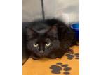 Adopt Brisk a Domestic Medium Hair