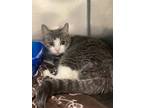 Adopt Snapple a Domestic Short Hair