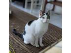 Adopt Beezus a Domestic Short Hair, Tabby