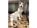 Adopt Ultraviolet a Domestic Short Hair