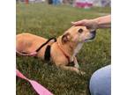 Adopt LadyBug a Mixed Breed