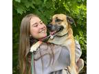 Experienced and Reliable Pet Sitter in Fenton, Michigan - $15.0/Hr