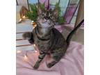 Adopt Dawn a Domestic Short Hair