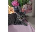 Adopt Macy a Domestic Short Hair