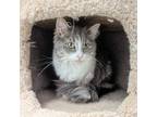 Adopt Candace a Domestic Long Hair