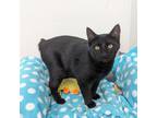 Adopt Ophelia a Domestic Short Hair