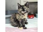 Adopt Miss Muffet a Domestic Medium Hair