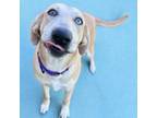 Adopt Maggie a Labrador Retriever, Beagle
