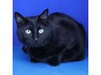 Adopt Jinx- 031904S a Domestic Short Hair