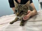 Adopt Princess Ivy a Domestic Short Hair