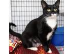 Adopt Katie a Domestic Short Hair