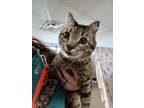 Adopt Birdie a Domestic Short Hair