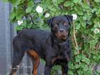 Adopt AZENA a Rottweiler, Mixed Breed