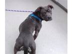 Adopt MEEKO a American Staffordshire Terrier, Mixed Breed
