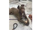 Adopt Maybelline a Pit Bull Terrier