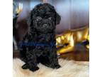 Poodle (Toy) Puppy for sale in Hesperia, CA, USA