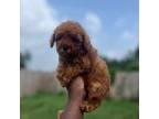 Poodle (Toy) Puppy for sale in Cleveland, TX, USA