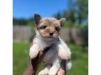 Yorkshire Terrier Puppy for sale in Cleveland, TX, USA