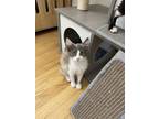 Adopt Kimberly (w/Billy) a Domestic Medium Hair