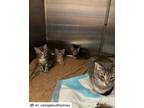 Adopt Charlies Angels a American Shorthair