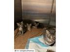 Adopt Charlotte and kittens a American Shorthair