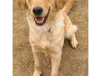 Golden Retriever Puppy for sale in Corryton, TN, USA