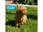 Golden Retriever Puppy for sale in Corryton, TN, USA