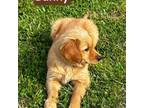 Golden Retriever Puppy for sale in Corryton, TN, USA