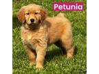 Petunia