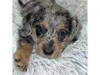 Dachshund Puppy for sale in Twentynine Palms, CA, USA