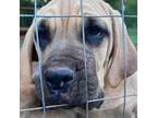 Fawn cane corso