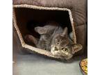 Adopt Miss Piggy a Domestic Short Hair