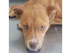 Adopt Vegeta a Mixed Breed