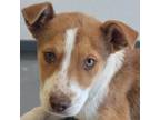 Adopt Denki a Mixed Breed