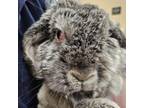 Adopt Parris a English Lop