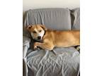 Adopt GOLDIE a Labrador Retriever, Mixed Breed