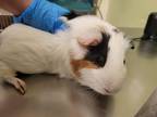 Adopt Amber a Guinea Pig