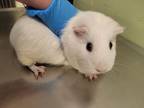 Adopt Bonnie a Guinea Pig