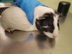 Adopt Cinder a Guinea Pig