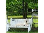 Adopt Daisy Mae a Great Pyrenees, Great Dane