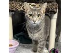 Adopt Daisy a Domestic Short Hair