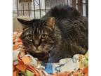 Adopt Heidi a Domestic Short Hair