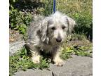 Adopt Pikin a Schnauzer, Wirehaired Terrier