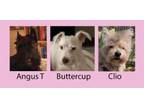 Adopt CLIO in CT a Cairn Terrier