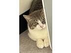 Adopt Megan- In a Foster Home a Domestic Short Hair