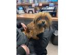 Adopt Muffy a Yorkshire Terrier, Brussels Griffon